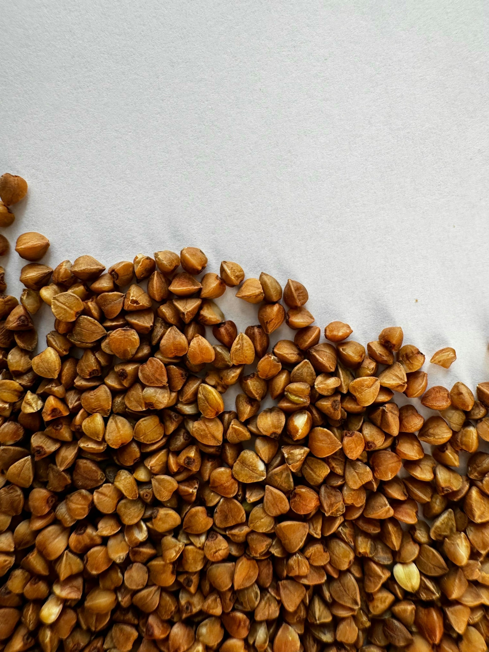 Buckwheat
